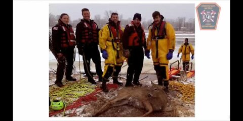 Green Bay firefighters rescue deer in the East River