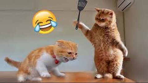 u just try to control ur laugh 🤭🤣 #cat #fsmily #like #subscribe