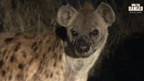 Spotted Hyenas Joined By Black Backed Jackal For An Evening Feast!