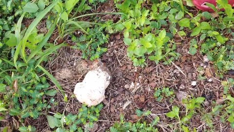 Huge soft squishy wild mushroom