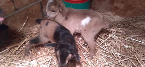 Update on Star and Her Twins/Nigerian Dwarf Doe With Her Buckling & Doeling