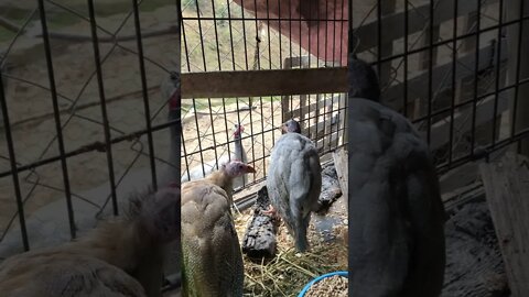 Sickly guinea fowl keets put in cage with broody chicken