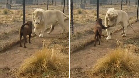 Loin and dog side by side Lion kissing paw of dog to encourage him