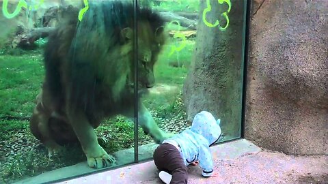 Lion trying to attack baby at zoo