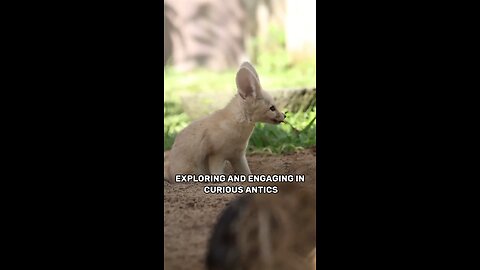 Fennec fox are world smallest fox 🦊