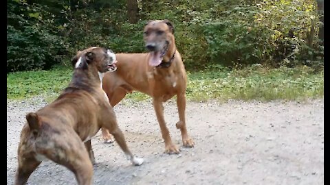 Rhodesian ridgeback VS Boxer Dog