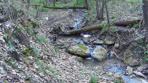 Black vulture on Wildlife 3 Cam 5/2/2022