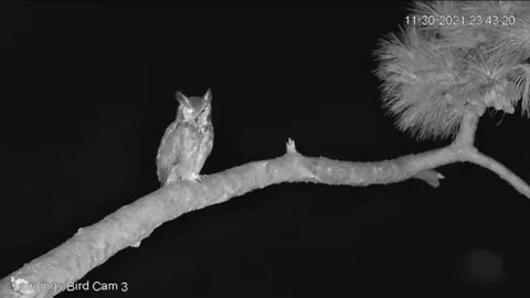 Male Great Horned Owl Visits Fairway Branch 🦉 11-30-21 23:42