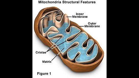 The structure and functions of mitochondria