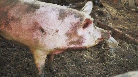 Wild boars on the animal farm.Large wild boar female. Pig licks the camera