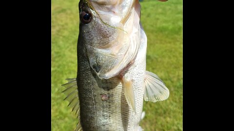 Large Mouth Bass