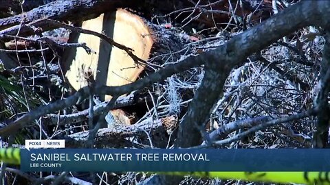 Crews cutting down saltwater exposed trees on Sanibel