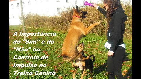 A Importância do "Sim" e do "Não" no Controlo de Impulso no Treino Canino