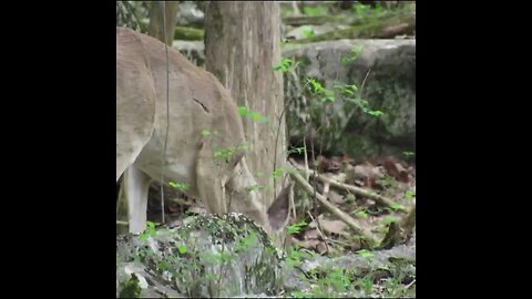 deer in the forest