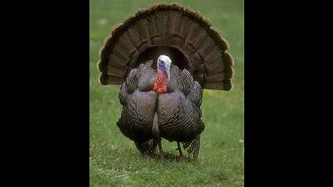 Turkeys Were Once Worshipped Like Gods