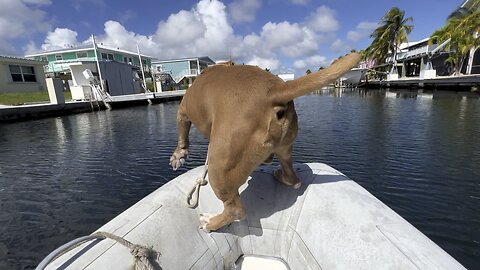 My Dog’s Super Skills Dinghy Balancing Act