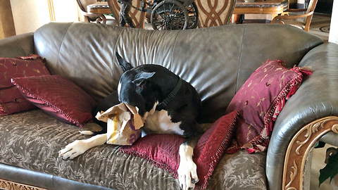 Great Dane Politely Eats McDonald's Happy Meal