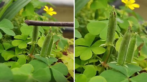 Ballistic seed ejection in an Oxalis corniculata pod looks mesmerizing