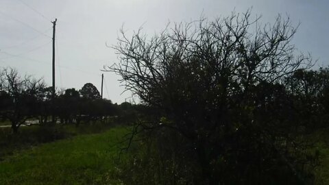 My retirement isn't in a #401k it's in farming. This is my orange grove after #citrus #greening