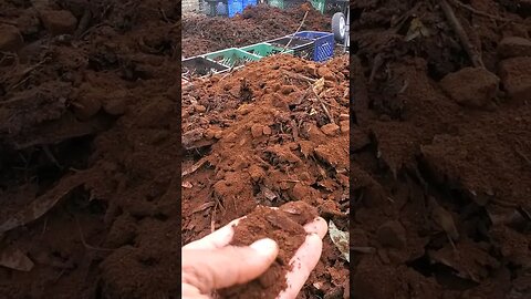 Coffee in the Morning! CHICKEN COMPOST🐓 #homesteading #permaculture #farm #chickens #compost