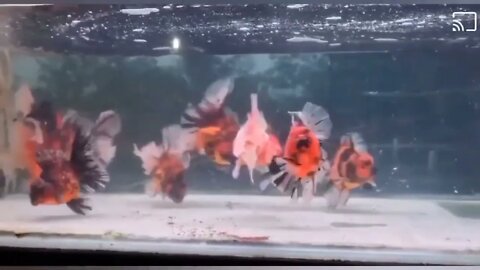 Visit Goldfish Palace