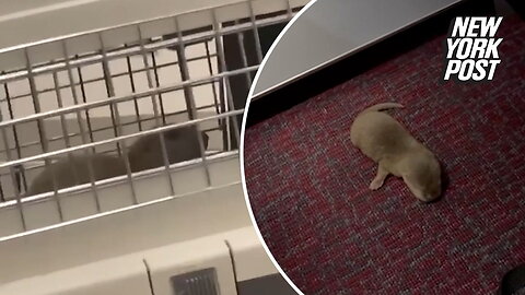 Smuggled albino rat and otter run amok on an airplane