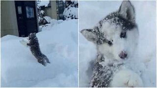 Se denne søte husky-valpen som elsker å leke i snøen