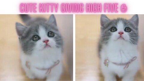 Cute kitty giving high five to her mom... It looks so adorable🥰