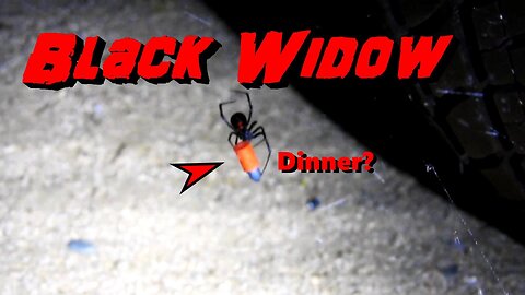 Black Widow Spider Prepares For The Feast!