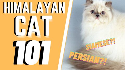 Himalayan Cat 101 : Breed & Personality