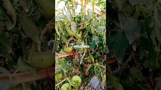 Tomatoes garden in Bangladesh #shorts