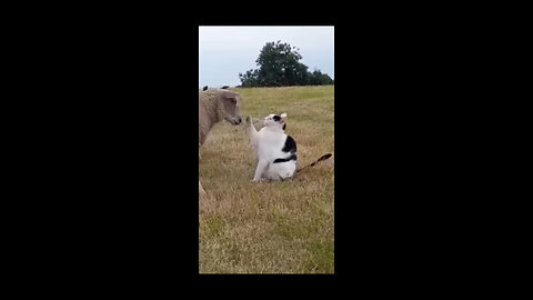 Funny animals