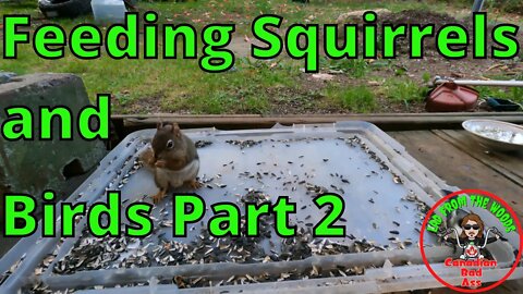 Feeding Squirrels And Birds 002