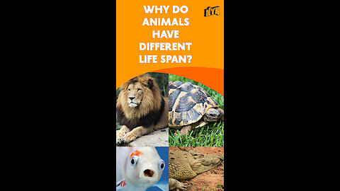 Why Do Animal Have Different Life Span