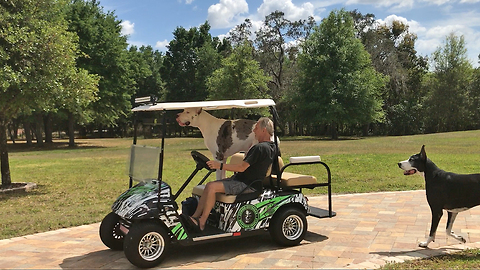 Happy Great Danes Enjoy a Golf Cart Ride