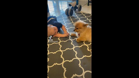 Cute Baby Trying to Talk to his Pomeranian Puppy