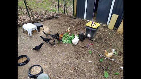 Bantam chickens eating turnip greens.