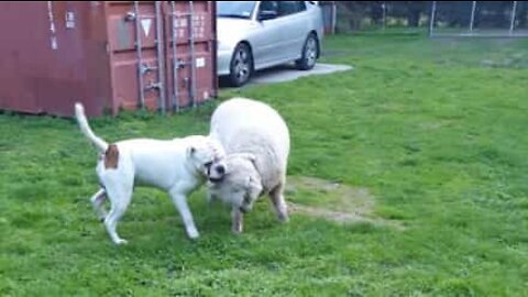 This sheep thinks it's a dog!