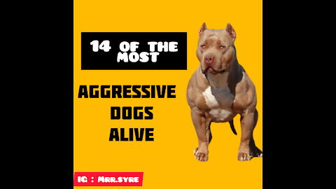 The most amazing and aggressive dogs alive you need to see