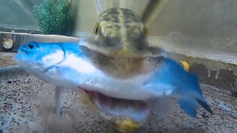 Northern pike (esox lucius) swallowing a live fish