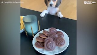 Cadelinha gulosa tenta alcançar comida em cima da mesa