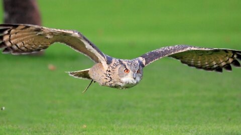 Owls are Funny, Cute and just plain Awesome.