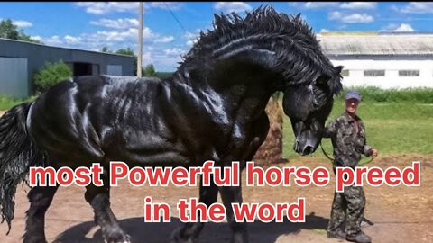 Most Powerful Horse Breed in the world