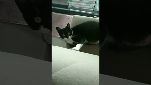 Gato Bartolomeu Tunico brincando na cadeira 😺😺