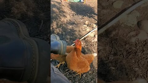 Chickens ABSOLUTELY love FODDER TREES! #homesteading #permaculture #farm #chickens