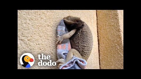 Bearded Dragon Spoons With His Favorite Sock