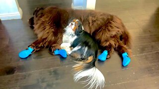 Sleepy Newfoundland Shows Off New Anti-slip Shoes