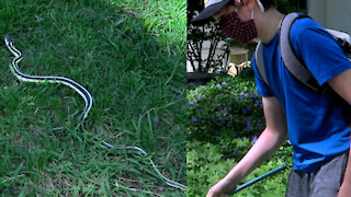 Grass snake meets boy with net