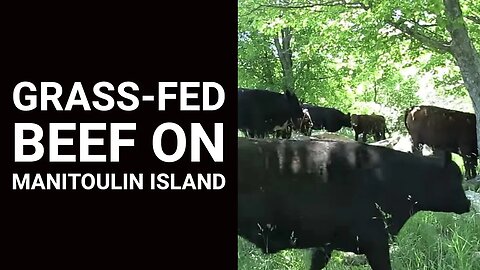 Grass-Fed Beef on Manitoulin Island