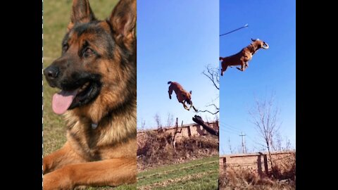 Dogs That Fly - Malinois & Alsatian Dogs Show Their Jumping Agility | Shepherd Dog Training